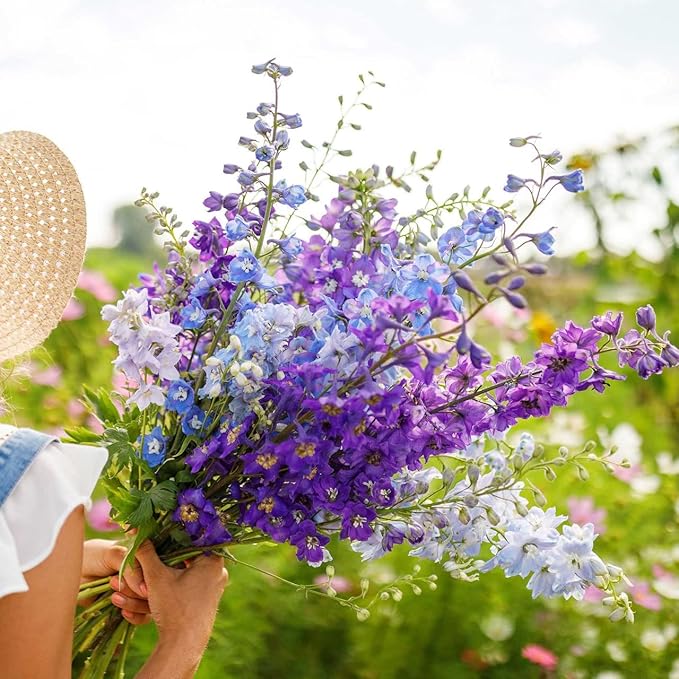 Todd's Seeds - Larkspur Giant Imperial Mix Seed - 2g Seed Packet - Beautiful White Flowers, Purple Flowers, & Pink Flowers