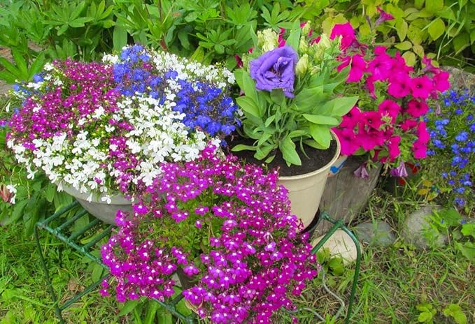 KIRA SEEDS - Seeds Lobelia Сascade Mix - Annual Flowers for Planting - GMO Free