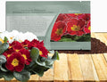 Outsidepride Danova Cherry Edge Common Primrose Seeds - 50 Pcs Annual, Hardy, Easy to Grow & Low Maintenance Flower Seeds for Planting Vibrant Soft Blooms, for Containers, Borders & Erosion Control