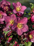Perennial Farm Helleborus HGC® Ice N' Roses® Red No. 1