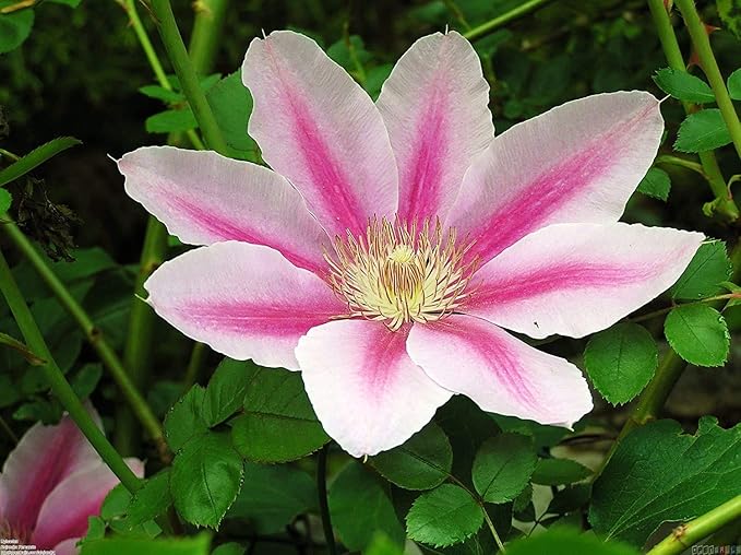 Pink Cameo Clematis Vine - Early Large-Flowered Fragrant - 2.5" Pot