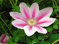 Pink Cameo Clematis Vine - Early Large-Flowered Fragrant - 2.5" Pot