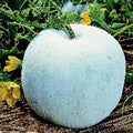 Gourd Seeds, Wax - Winter Melon Round - 1 Oz ~450 Seeds - Non-GMO, Heirloom - Asian Garden Vegetable