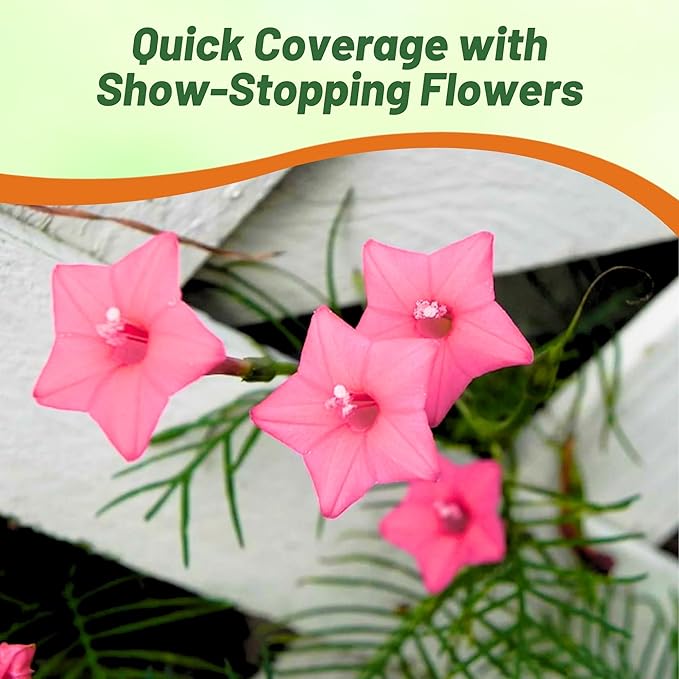 Outsidepride Rose Cypress Vine Seeds - 200 Pcs Annual Flower Seeds with Nectar-Rich, Star-Shaped Flowers & Feathery, Fern-Like Leaves for Fences, Trellises, Pergolas & Vertical Gardens