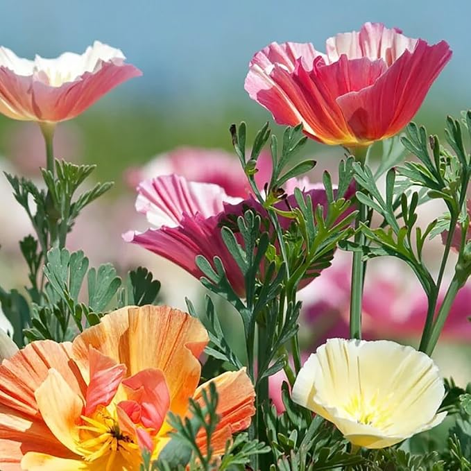Ballerina Mix -Rare Form of California Poppy Seeds - Approximately 900 Seeds - Non GMO