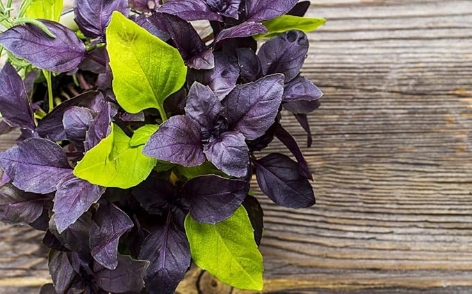 Seeds Basil Mix [Cardinal, Genovese, Sweet, Purple, Cinnamon, Opal] Indoor - Heirloom Herbs - GMO Free