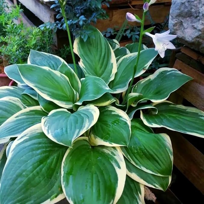 Hosta Seeds for Planting - 200+ Shade Loving Perennial Seeds, Fragrant Blooms, Cold Hardy & Low Maintenance, Perfect for Containers, Borders, and Woodland Gardens