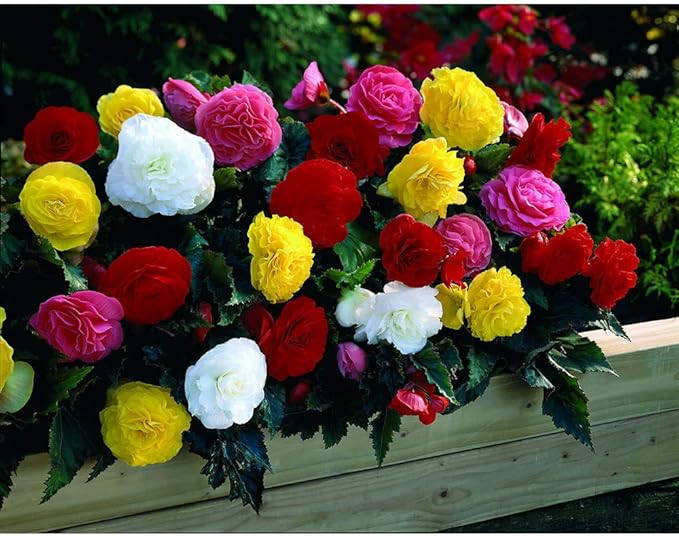 Seeds Wax Begonia Mix Large Flower Indoor Garden Beautiful Flowers Perennial for Planting Non GMO
