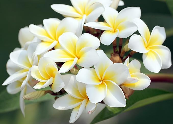 Mixed Color Plumeria Seeds for Planting Tropical Frangipani Rainbow Flower Seed Easy to Grow Colorful Blooms Perennial Patio Balcony Garden Rubra (10, Plumeria Seeds)
