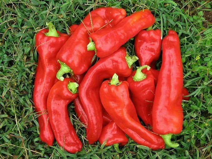 CEMEHA SEEDS - Seeds Giant Sweet Bell Pepper Red Horn Non GMO Vegetable for Planting