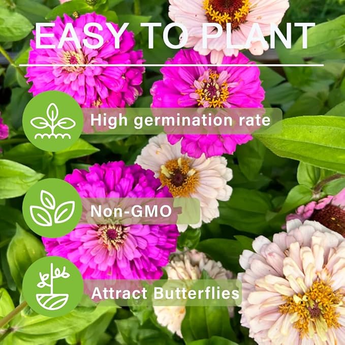 1000+Perennial Zinnia Flower Seeds for Planting Outdoor-Annual Rare Haageana Aztec Sunset Seeds for Garden Home Non-GMO Heirloom