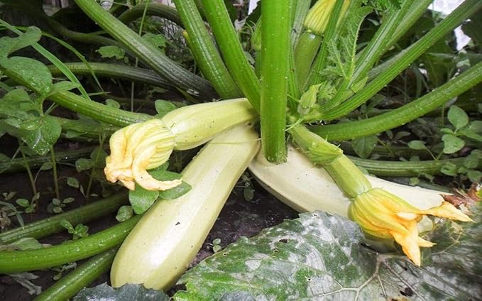 NIKA SEEDS - Seeds Vegetable Zucchini Bush Light Green - 30 Seeds