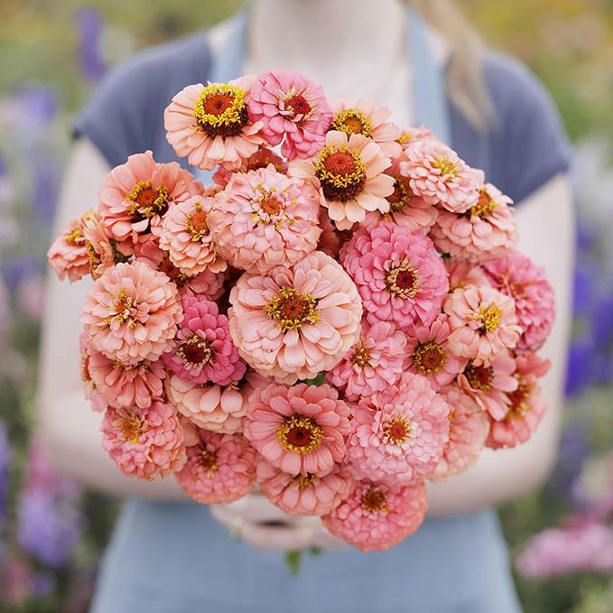 Eden Brothers Zinnia Seeds - Pumila Salmon, Non-GMO Seeds for Planting, 1 oz | Low-Maintenance Flower Seeds, Plant During Spring, Zones 3, 4, 5, 6, 7, 8, 9, 10