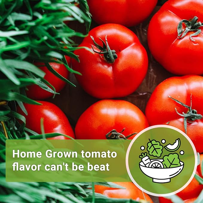 Sow Right Seeds - Beefsteak Tomato Seeds for Planting - Non-GMO Heirloom Packet with Instructions to Plant a Home Vegetable Garden - Indeterminate, Super Large and Bright Red Fruits (2)