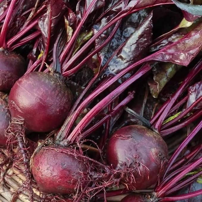 Bulls Blood Beet Seeds for Planting – Heirloom Non GMO Beet Seed Packets with Instructions to Plant & Grow Beets in Home Outdoor Vegetable Garden, Great Gardening Gift – 2 Packets