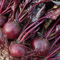 Bulls Blood Beet Seeds for Planting – Heirloom Non GMO Beet Seed Packets with Instructions to Plant & Grow Beets in Home Outdoor Vegetable Garden, Great Gardening Gift – 2 Packets