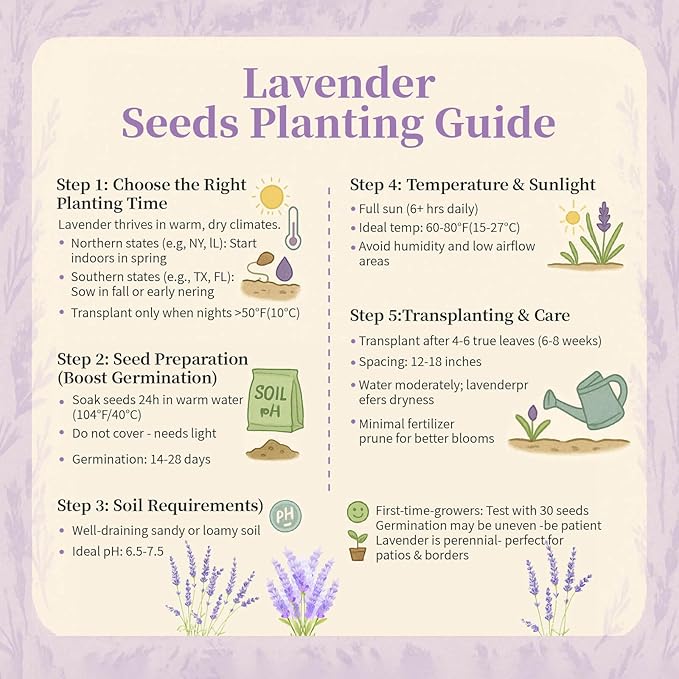 3800+ Lavender Seeds for Planting Outdoor - Non GMO Premium English Lavender Seeds for 2026, Lavender Plants or Dried Flowers, Wildflower Seed, DIY Essential Oils Perfect for Home Gardeners, Gifts