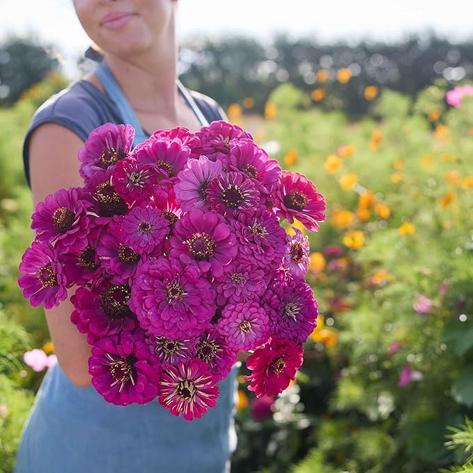 Eden Brothers Zinnia Seeds - Purple Prince, Non-GMO Seeds for Planting, 1/4 lb | Low-Maintenance Flower Seeds, Plant During Spring, Zones 3, 4, 5, 6, 7, 8, 9, 10