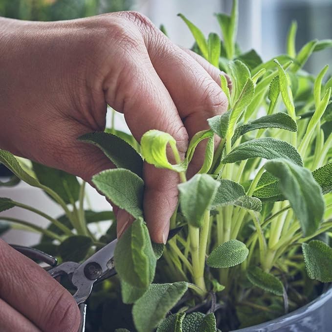 The Old Farmer's Almanac Heirloom Sage Seeds (Broad Leaved Sage) - Approx 70 Seeds - Non-GMO, Open Pollinated