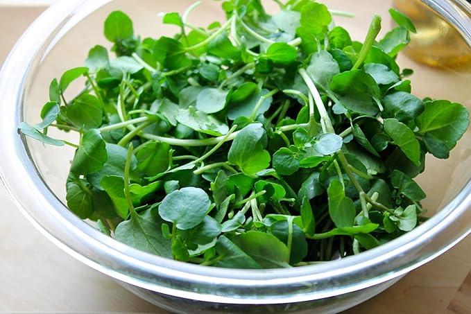 Seeds Vegetable Garden Cress Lettuce Brodleaf - 400 Seeds