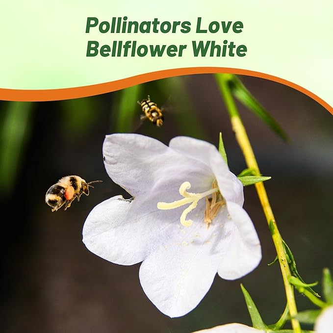 Outsidepride White Bellflower Seeds for Planting - 5000 Pcs Perennial Mat-Forming Flower Seeds with Bell Shaped Blooms & Low Growth Habit for Edging Pollinator Gardens, Containers, & Borders