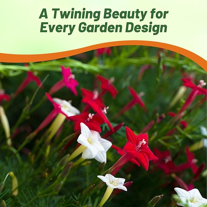 Outsidepride Mixed Cypress Vine Seeds - 100 Pcs Annual Flower Seeds with Nectar-Rich, Star-Shaped Flowers & Feathery, Fern-Like Leaves for Fences, Trellises, Pergolas & Vertical Gardens