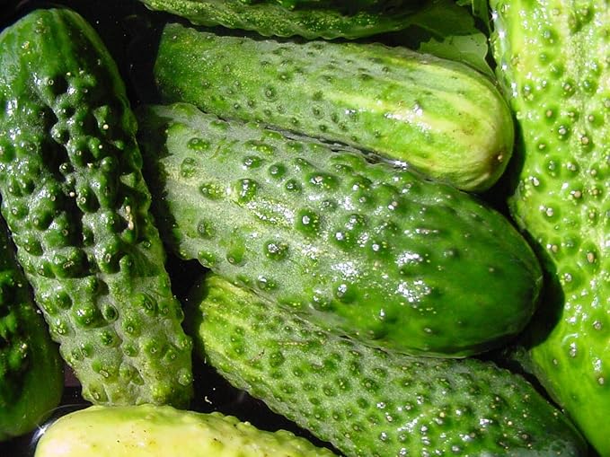 CEMEHA SEEDS Cucumber Titus F1 Vine Open-pollinated Non-GMO Vegetable Heirloom for Planting