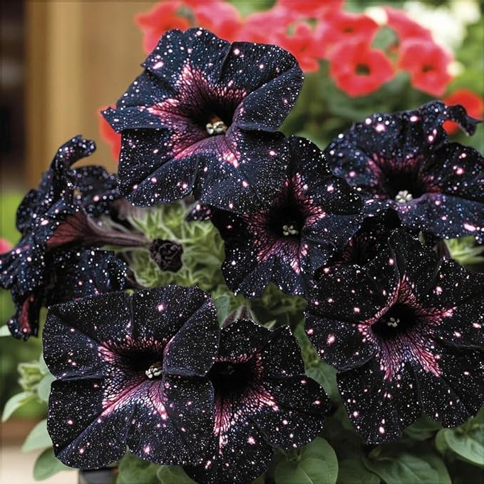 500 Starry Sky Petunia Seeds - Dreamy Variegated Multi-Color Blooms, Trailing Plant for Balcony Hanging Baskets, Heat/Sun-Tolerant with Long Flowering Period