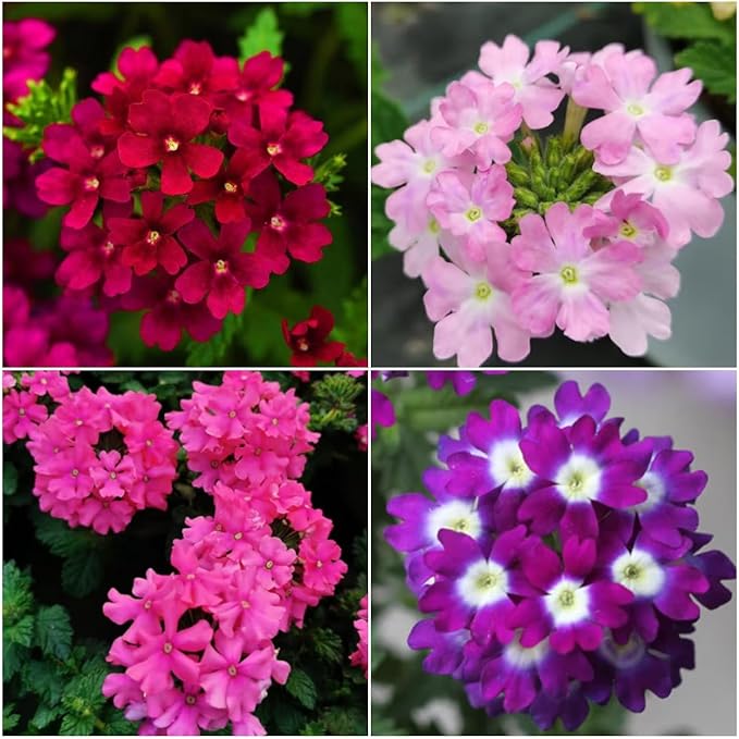 1500 Mixed Color Verbena Seeds - Dense Colorful Small Blooms, Cold & Heat-Tolerant Groundcover Flowers, Perfect for Garden Borders, Easy to Propagate