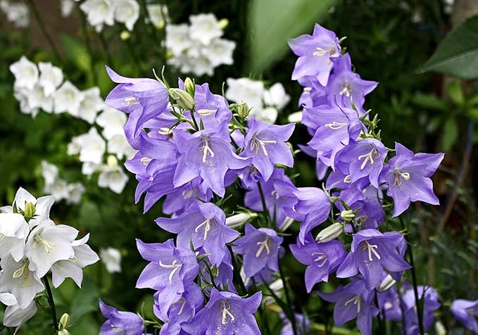 Tussock Bellflower Seed Mix Blue and White 1000 Seeds for Planting Campanula Carpatica Non-GMO with Growing Instructions