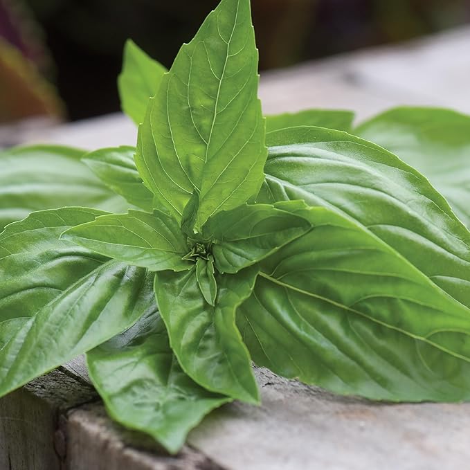 Burpee Organic Sweet Basil Seeds - All-Purpose Fragrant Culinary Herb