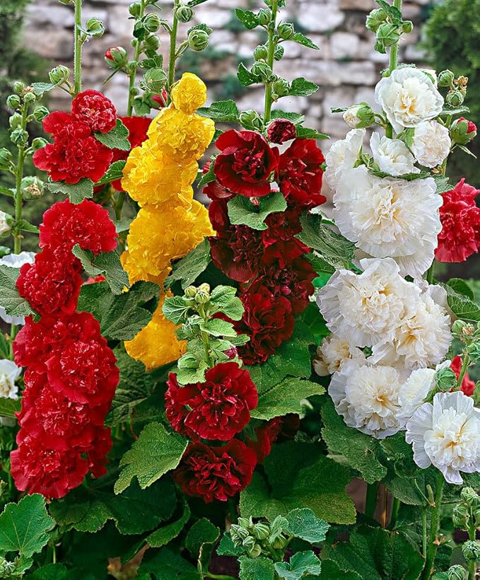 Hollyhock Double Mix Seeds – Alcea Rosea | Biennial/Perennial | Vibrant, Double Blooms for Garden Borders & Cottage Gardens