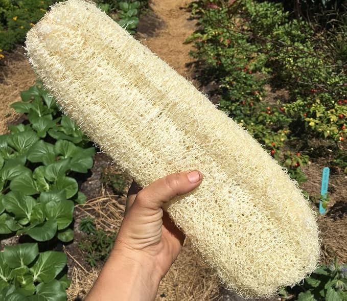 Extra Long Luffa Gourd Seeds USA Asian Chinese Loofah Sponge Gourd Seeds Non-GMO Heirloom 20pcs Zucchini