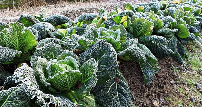 Seeds Savoy Cabbage Vertus Beautiful Heirloom Vegetable for Planting Non GMO