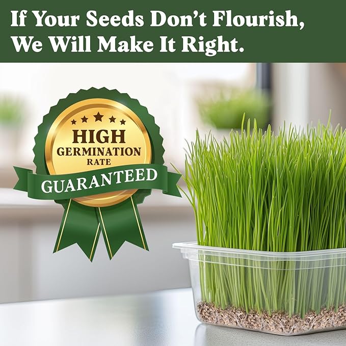 Seedboy Organic Wheatgrass Seeds – Hard Red Spring, Non-GMO, USA Grown Microgreens & Sprouting Seeds – 8 oz Bag Yields 8 Quarts (Hard Red Spring Wheatgrass)