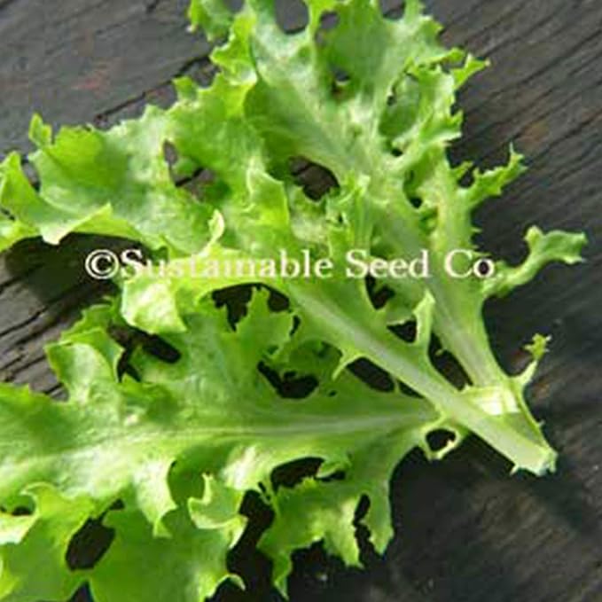 Tango Lettuce Seed - 1/4 LB Bulk ~100,000 Seeds - Heirloom, Open Pollinated, Non-GMO, Farm & Vegetable Gardening Seeds