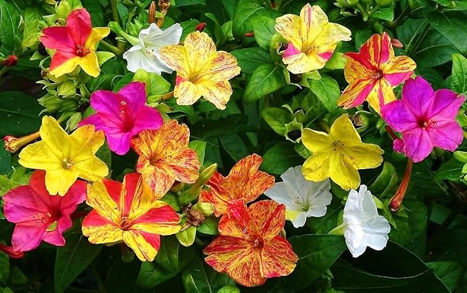 Seeds Four O'clock Mix Mirabilis - Annual Flowers for Planting