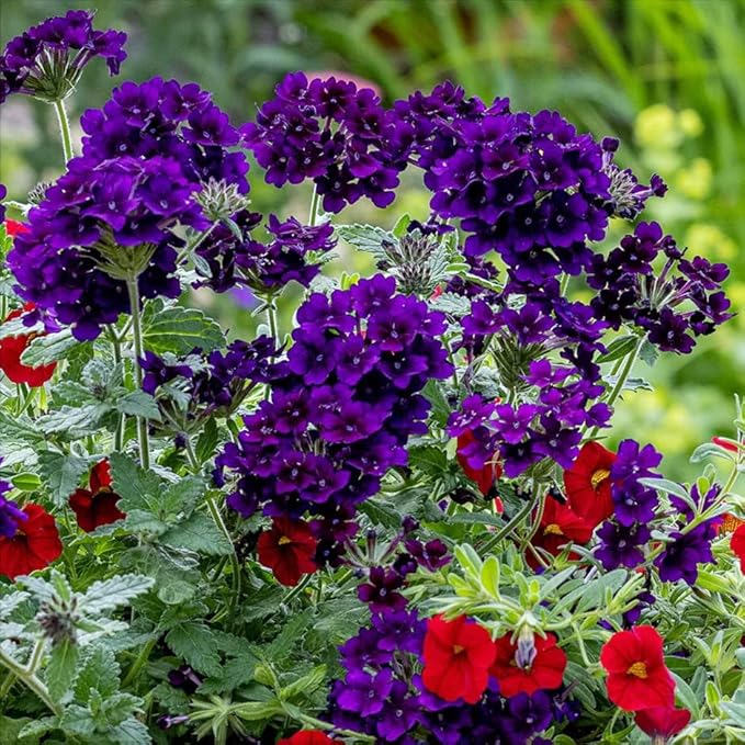 10000+ Perennial Verbena Flower Seeds for Planting Outdoors Non-GMO Heirloom