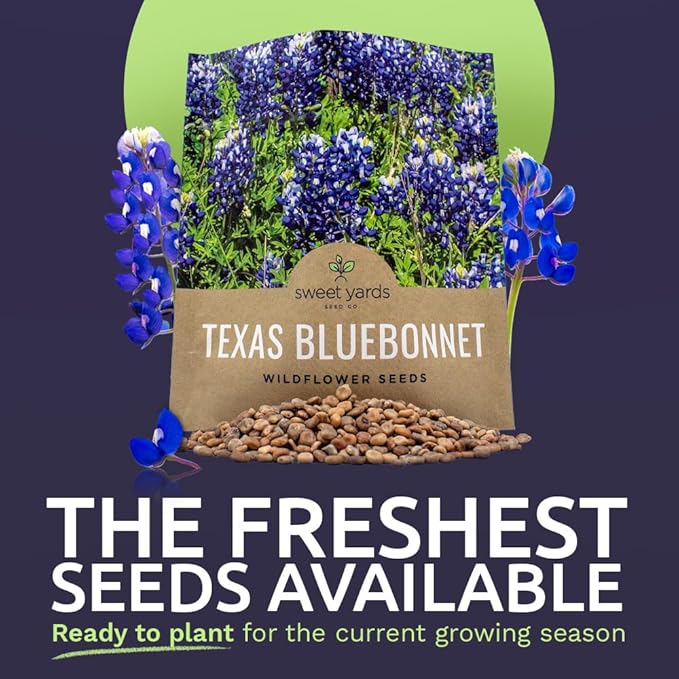 Texas Bluebonnet Wildflower Seeds - Bulk 1/2 Ounce Packet - Over 500 Native Seeds - Texas State Flower!