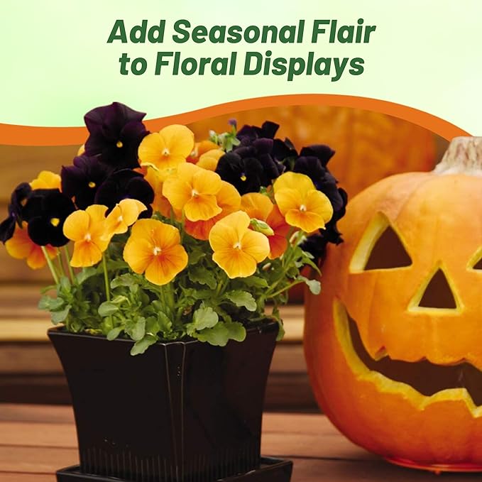 Outsidepride Panola Halloween Mix Viola Pansy Seeds for Planting - 50 Pcs. Biennial, Cold-Hardy & Pollinator Friendly Flowers with Fragrant Blooms for Garden Beds, Borders & Container Displays