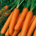 Organic Scarlet Nantes Carrot Seed - 1/4 LB ~72,800 Seeds - Non-GMO, Open Pollinated, Heirloom, Vegetable Gardening Seeds