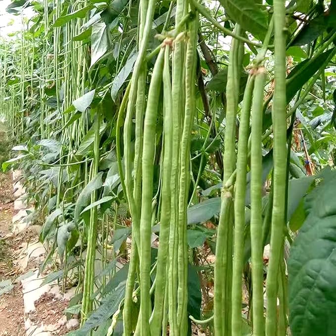 MOCCUROD 30+ Yard Long Bean Seeds Asian Vegetable Long Bean String Beans Productive USA