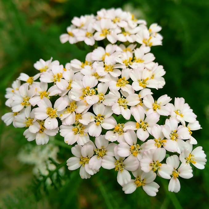 Colorful Yarrow Seeds for Planting, 1000+pcs Rare Perennial Achillea Yarrow Flower Seeds Non-GMO Heirloom Herbs Plants, Open Pollinated Beauty Home Garden for Outdoors