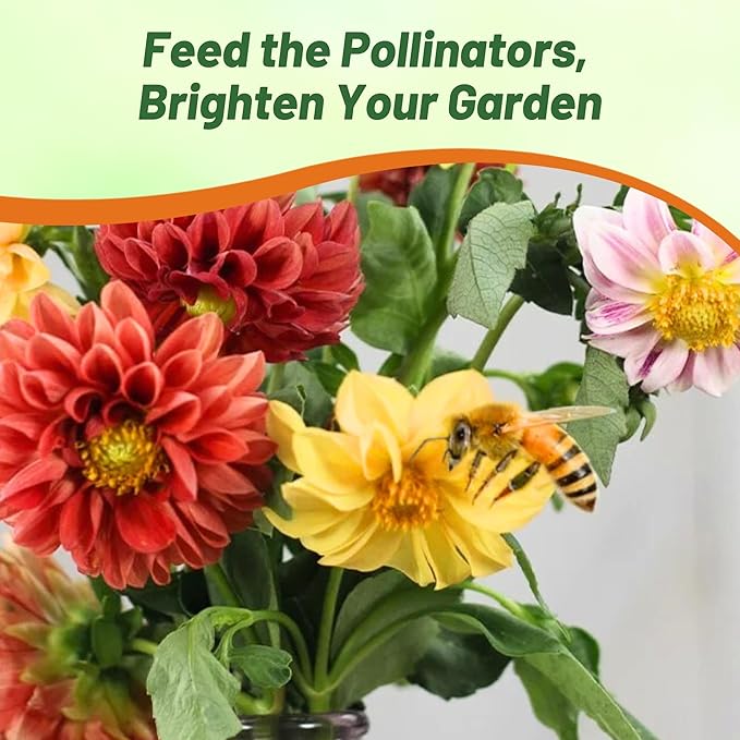 Outsidepride Unwin Bedding Dahlia Seeds for Planting - 500 Pcs Annual, Easy to Grow, Season-Long Flower Seeds with Colorful Blooms for Containers, Pots, Borders, & Gardens, Suitable as Cut Flower