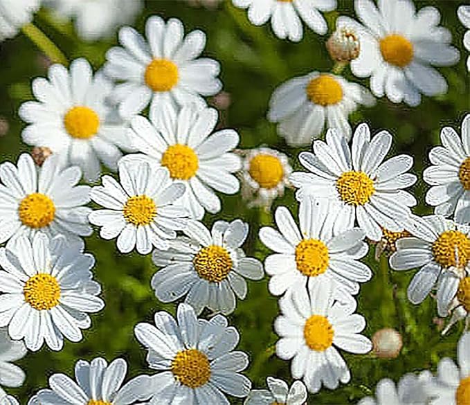 1000 Seeds - Garland Daisy - Perennial, Full Sun Daisy…