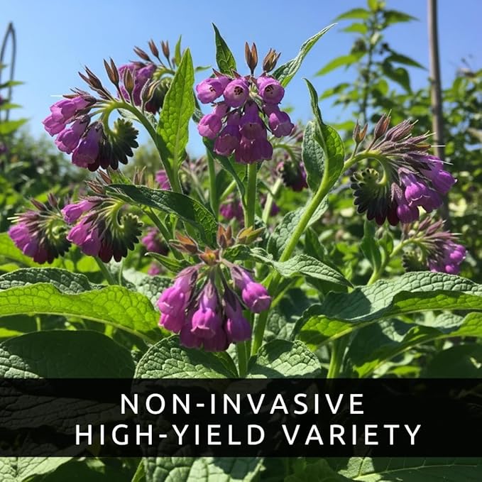 Bocking 14 Comfrey Root Cuttings to Grow - Many Uses, Pretty Flowers - Unrooted Cuttings, Grow Easily (6 Cuttings)