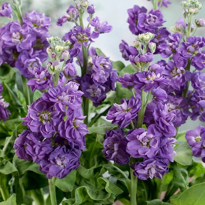 50pcs Mixed Column Stock Seeds Blossom Flowers Seed Flower Matthiola Incana Blossom Stock