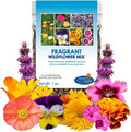 Fragrant Wildflower Seeds Mix - 1oz, Aromatic Annual and Perennial Wildflower Seeds – Create The Perfect Garden.