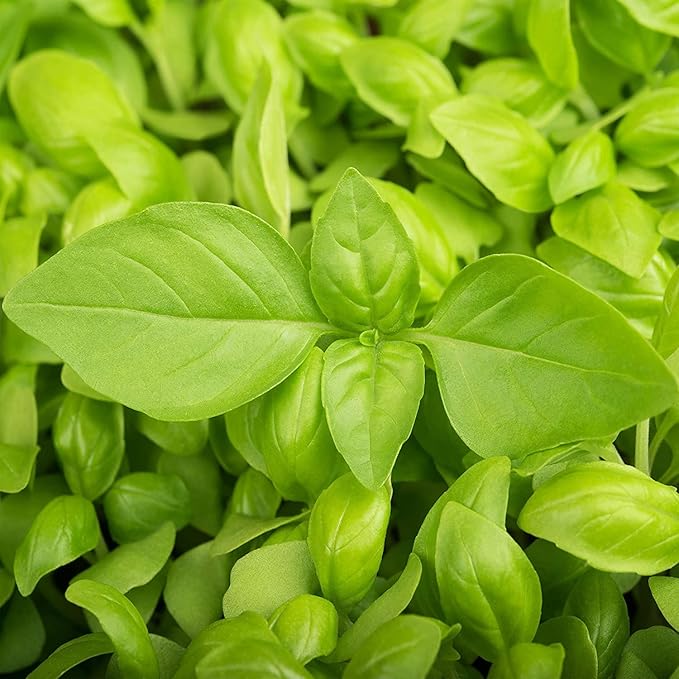 Basil Lemon (20+ Seed Pack) - COOL BEANS N SPROUTS Brand - Non-GMO - Home Gardening