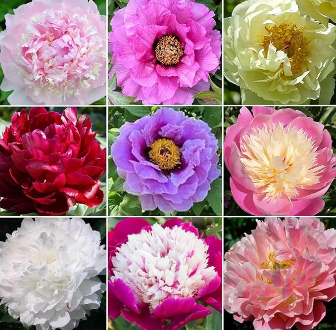 15+ Exotic Rare Peony Seeds Mixed Flowers Seed Garden Planting